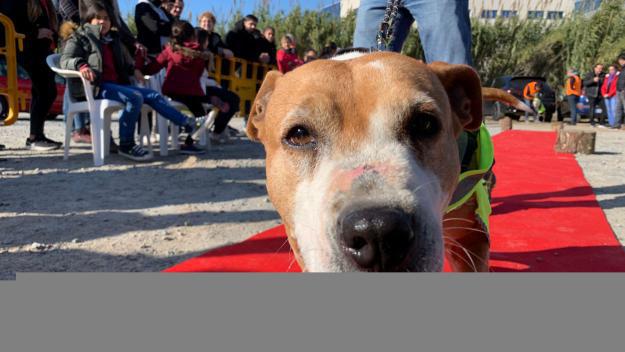Els peluts d'El Cau Amic desfilen per trobar una família