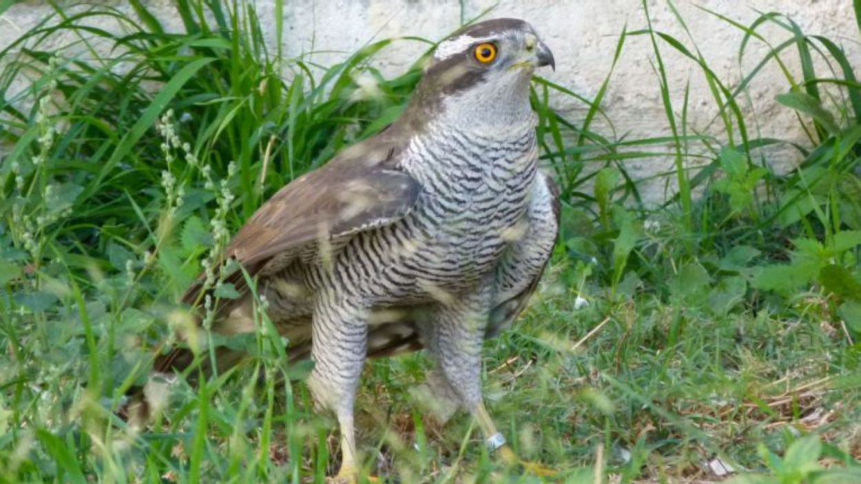 Detecten bactèries resistents als antibiòtics a la fauna salvatge de Catalunya