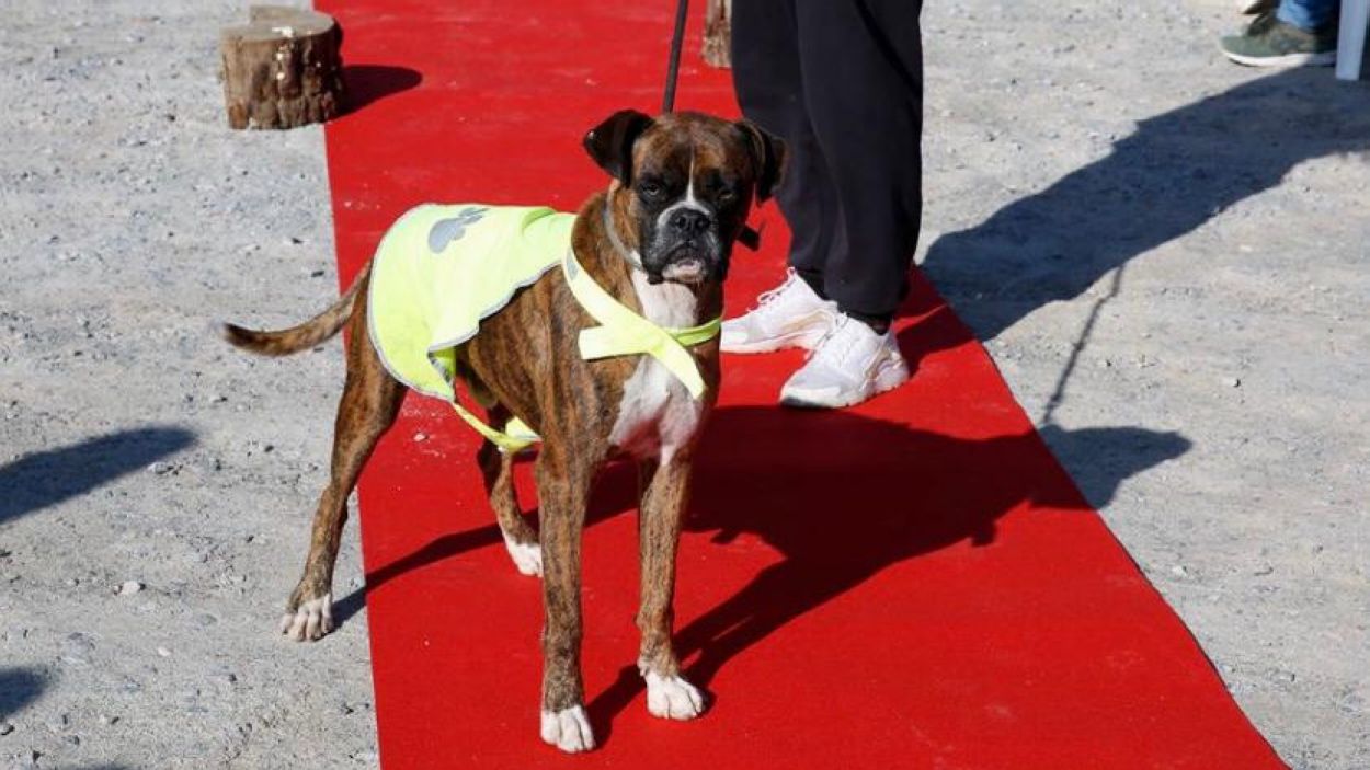 Els perills de les adopcions nadalenques