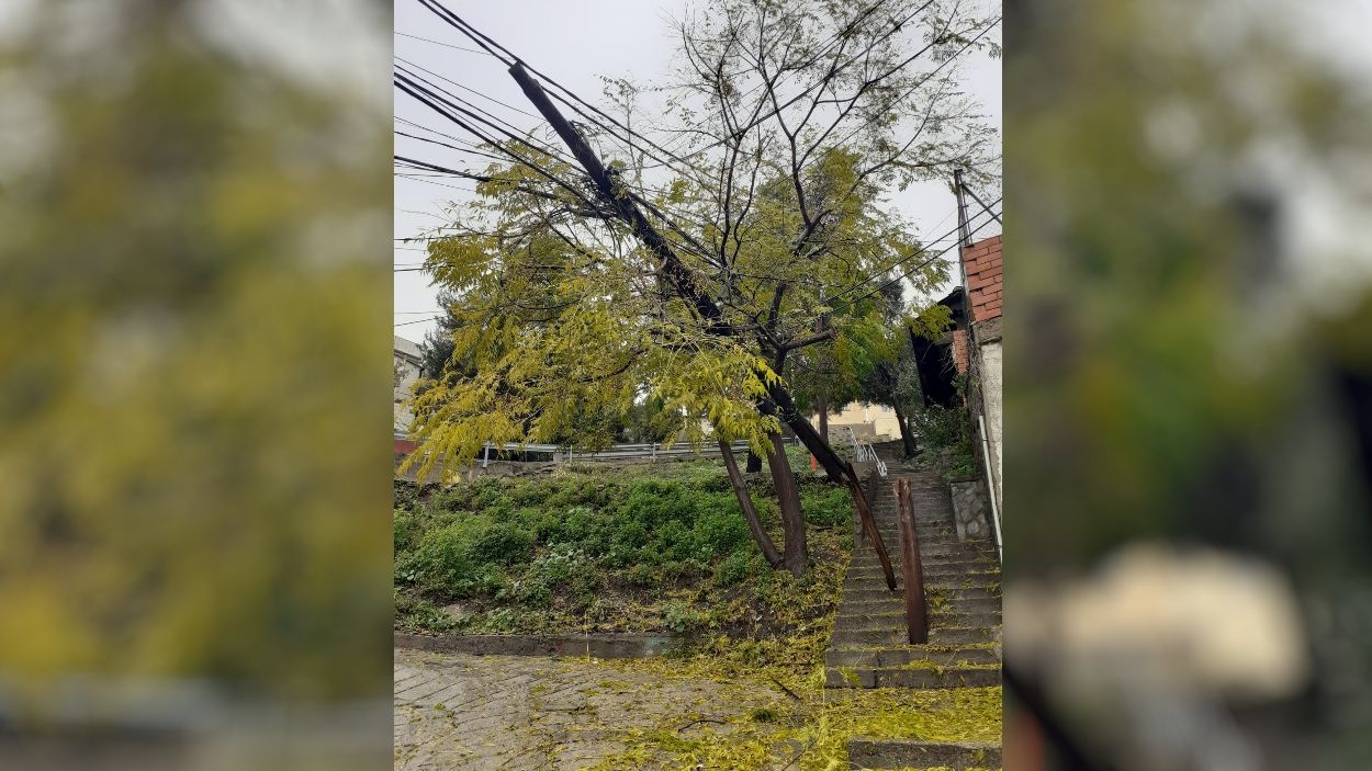 Cau un arbre sobre un pal de telèfon a les Planes i deixa alguns veïns sense servei