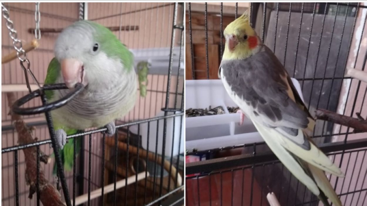 Troben a Sant Cugat una cotorra i una carolina perdudes a Maçanet de la Selva