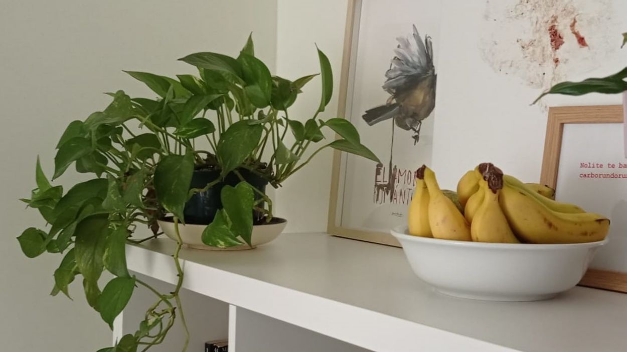 Consells per tenir cura de les plantes d'interior