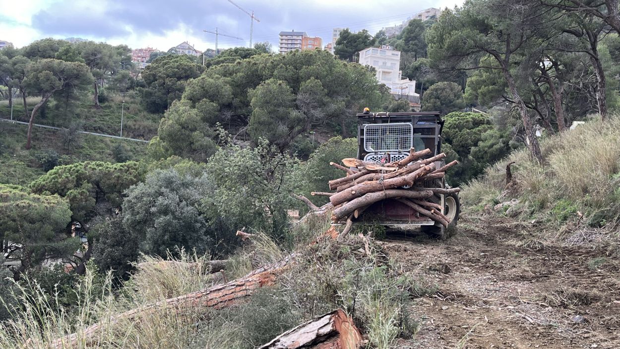 El Parc Natural de Collserola neteja franges i retira arbres morts per minimitzar el risc d'incendi