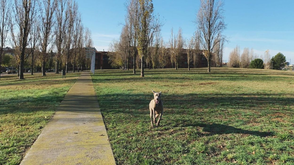 La intoxicació de diversos gossos, amb un de mort, fa saltar les alarmes a Coll Favà