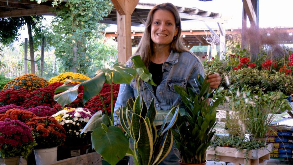 Alt: Tres plantes resistents i fàcils de cuidar