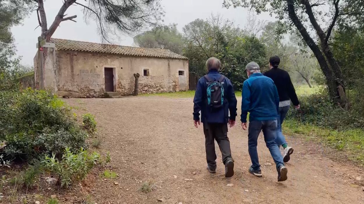 A peu per Collserola: el Pi d'entre Termes, les vinyes i Torre Cendrera