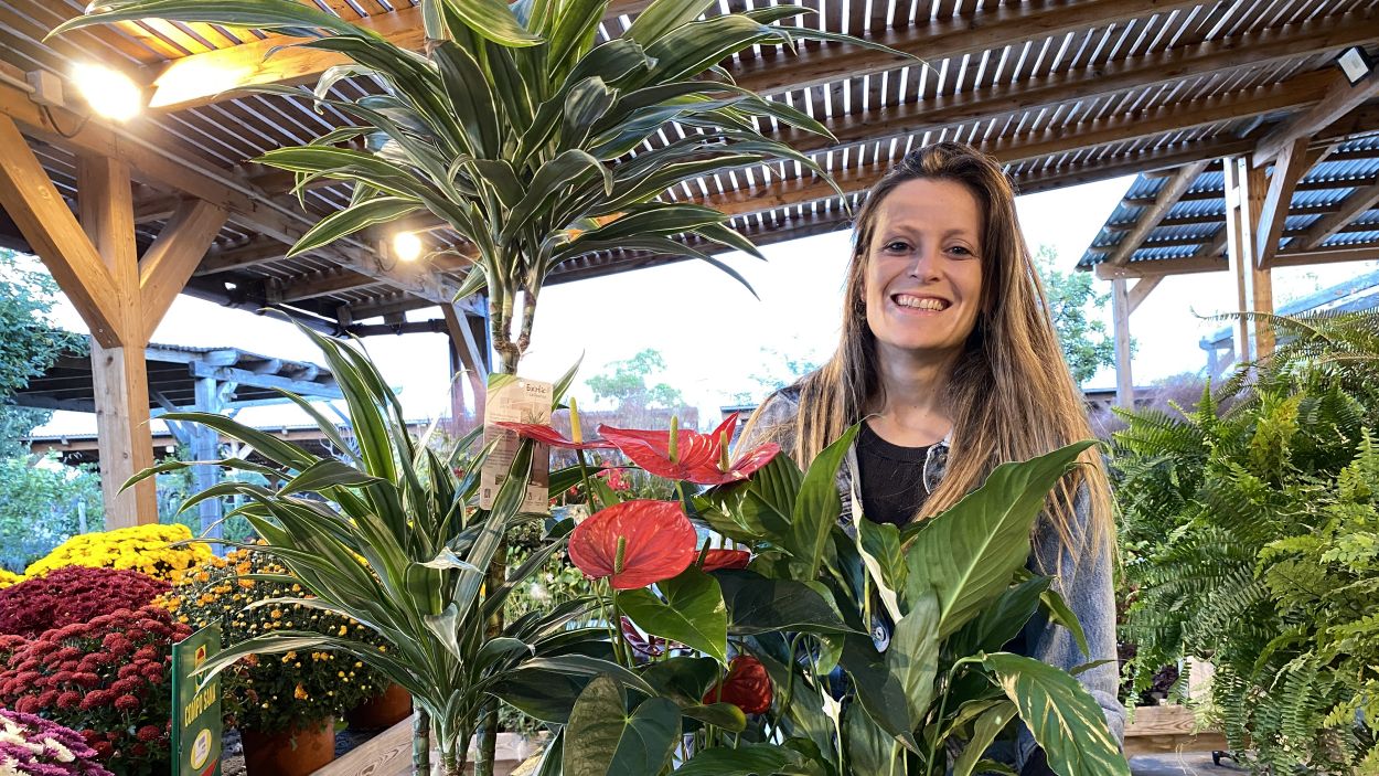 3 plantes ideals per tenir a l'interior