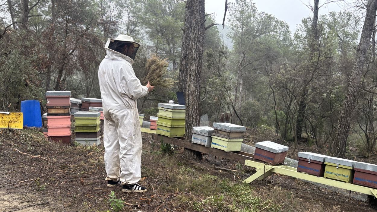 El projecte d'un apicultor de Sant Cugat a Collserola, en perill: 