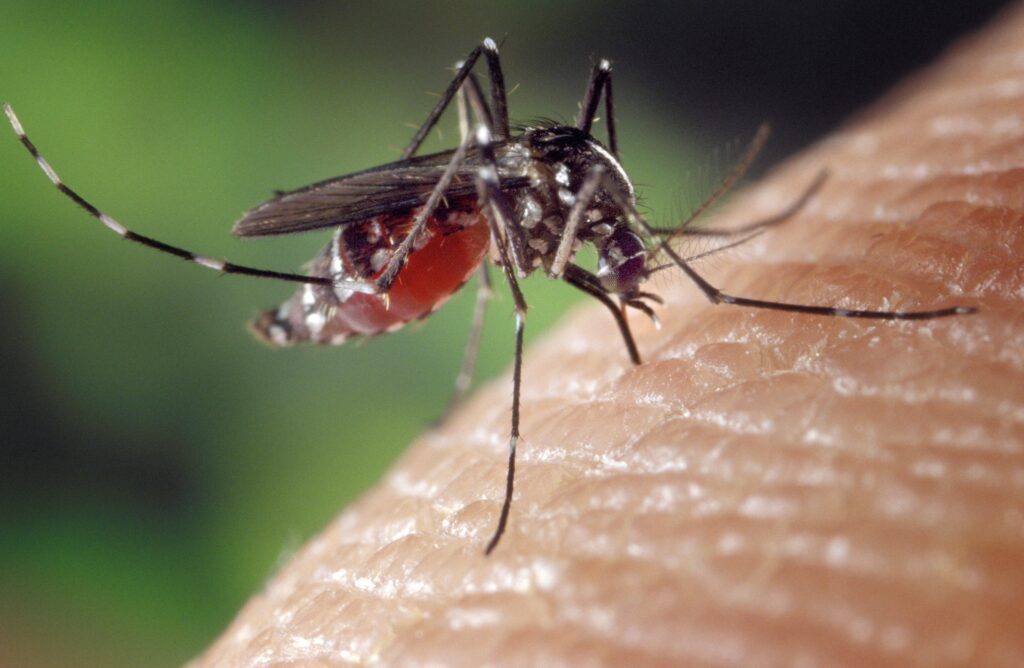 El mosquit tigre mesura entre 5 i 10 mil·límetres i es caracteritza per tenir franges blanques al voltant del tronc