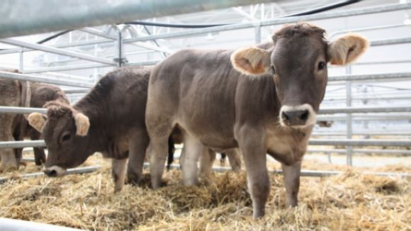 Monogràfic lèxic d'animals i bestioles amb el Servei Local de Català, al SAF