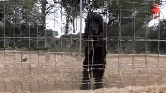 L'abandonament de mascotes centra 'La 7mana Vallès'