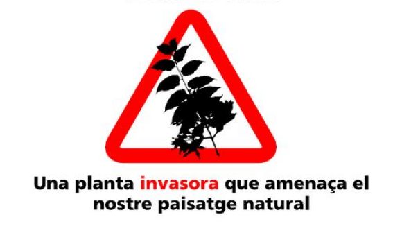 L'Associació de Propietaris i Veïns de la Floresta organitza avui una xerrada sobre el control de l'ailant
