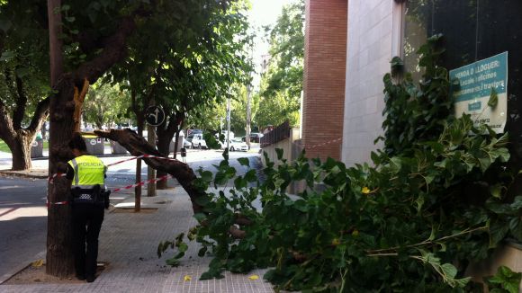 La branca d'un arbre cau al carrer del Camí de la Creu