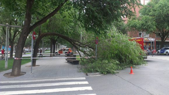 Cau un arbre a la rambla del Celler sense provocar ferits ni desperfectes