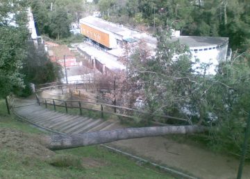 Finalitzat el termini extraordinari per talar arbres caiguts arran de les ventades