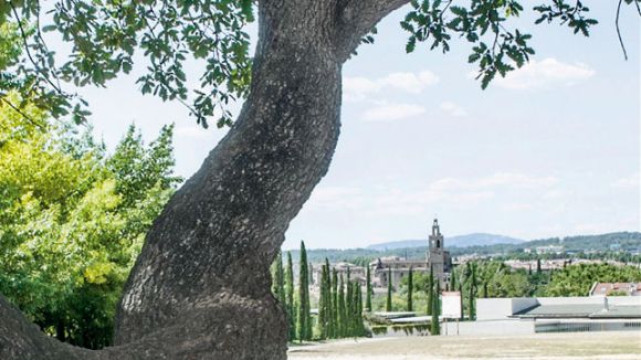Sant Cugat referma la intenció de catalogar i protegir els arbres monumentals