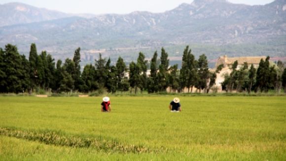 El creuament de varietats d'arròs per fer-les més resistents, a 'El Pou'