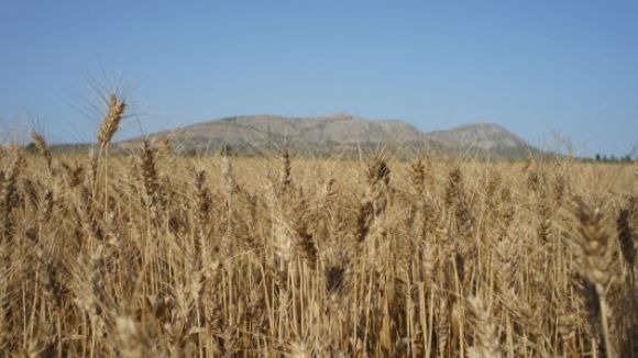 'El Pou' tracta la polèmica dels transgènics amb l'investigador Xavier Serrat