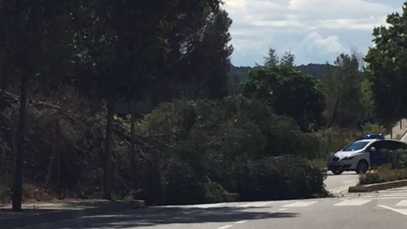 Serveis municipals retiren una branca caiguda a l'avinguda de Roquetes