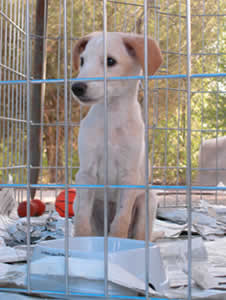 Un estand a la Plaça Octavià ofereix l'oportunitat aquest cap de setmana d'adoptar gossos abandonats