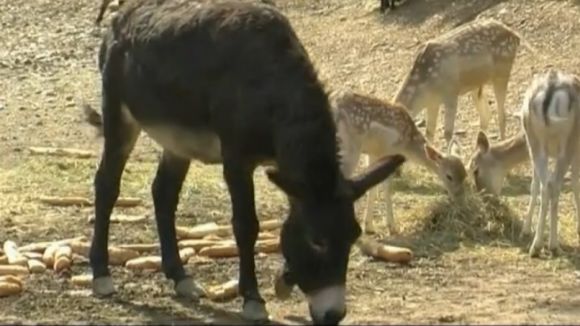 Sol i Aire es pronuncia avui en assemblea sobre el projecte de granja escola a Cal Castillo