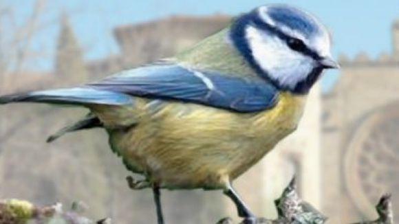 El Banc del Temps organitza avui una conferència sobre els ocells de la ciutat