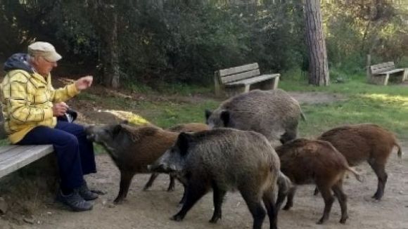 El parc de Collserola alerta de l'augment de l'agressivitat dels senglars