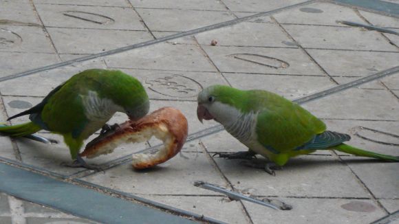 L'Ajuntament aprofitarà la primavera per minimitzar la plaga de cotorres retirant els nius