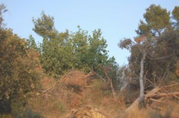 Alt: Salvem del Foc Collserola, nova plataforma ciutadana per netejar Collserola d'arbres caiguts a la ventada
