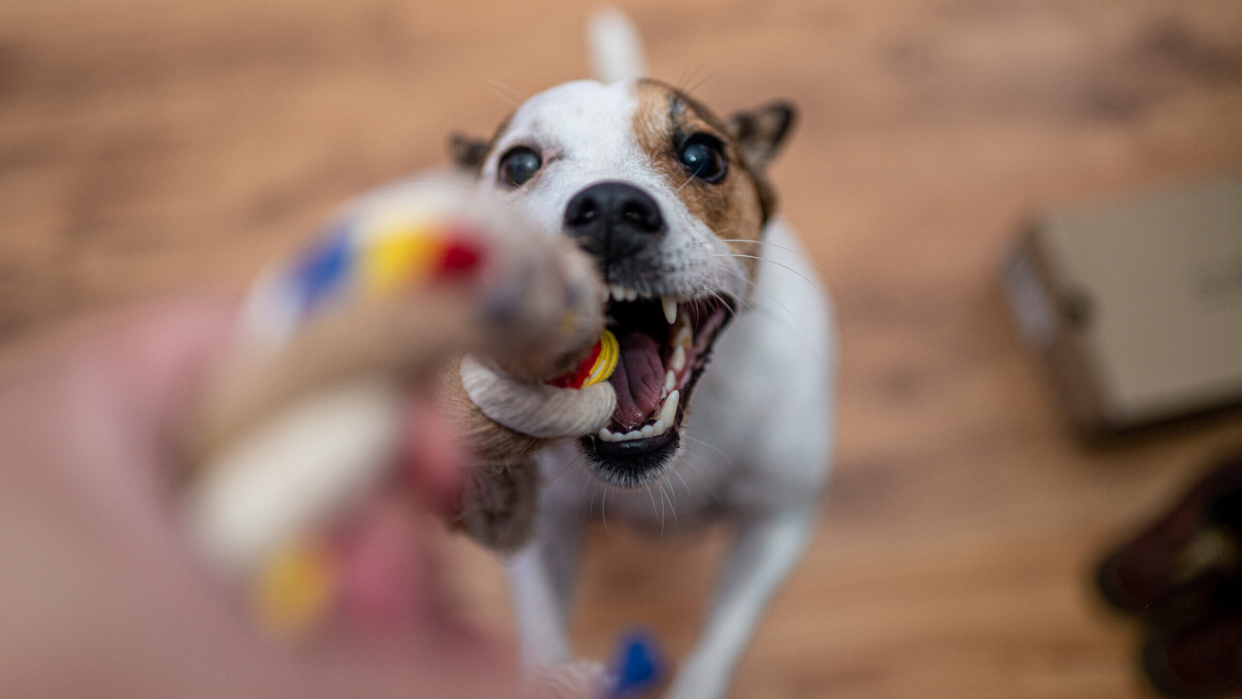 Les millors joguines per a gossos i gats segons els experts