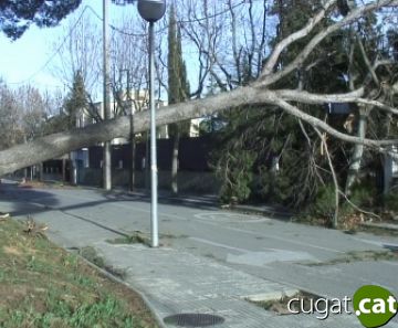 Nou persones netegen des d'avui els boscos de Sant Cugat afectats pel temporal de vent