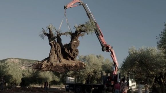 El comentari d''El Olivo' d'Icíar Bollaín, a l'espai de cinema 'Making of'