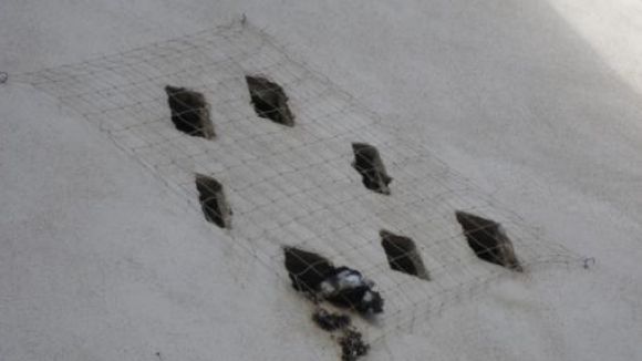 Denuncien l'Ajuntament per la mort de dos coloms i dos ocells d'una espècie protegida