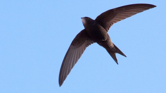 L'Ajuntament atribueix als veïns la instal·lació de la xarxa que va causar la mort a quatre aus