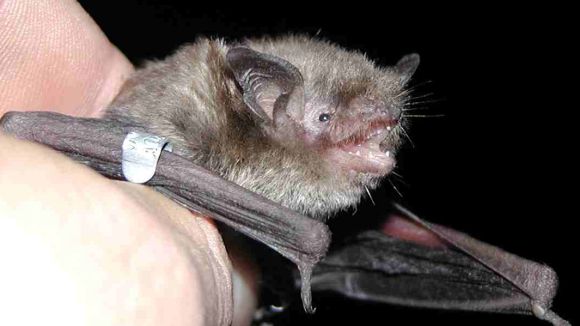 Sant Cugat tindrà un Pla de protecció i millora de la fauna urbana