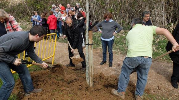 La Festa de l'Arbre de Valldoreix arriba aquest diumenge a la 5a edició amb la plantada d'un roure