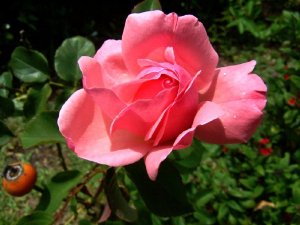 La rambla Sabat tornarà a tenir vegetació el primer trimestre del 2008