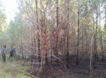 L'Ajuntament retirarà els arbres malmesos del bosc de Volpelleres