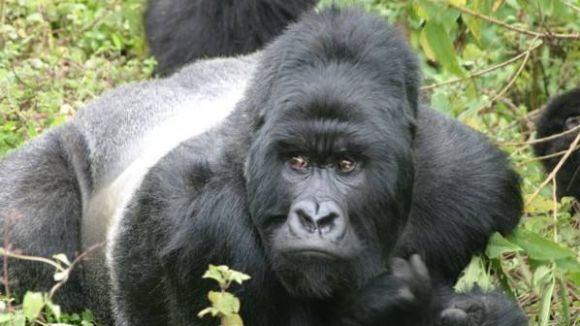 Alt: Testicles de cèrvol, l'Espanyol i goril·les en crisi, al 'Repàs de l'actualitat'