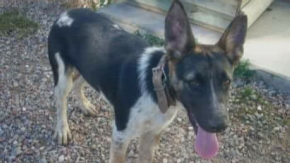 'Gat i Gos' ens explica què hem de fer si trobem un animal perdut