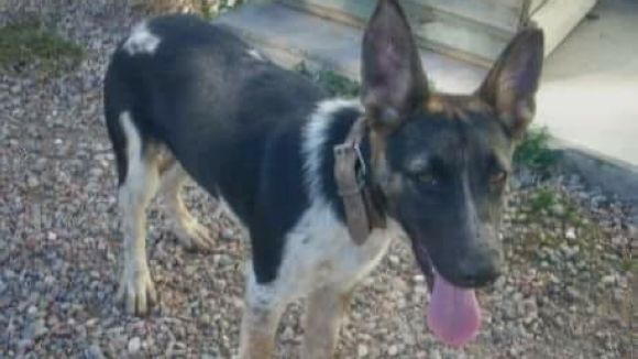 Ja han trobat la petita Lana