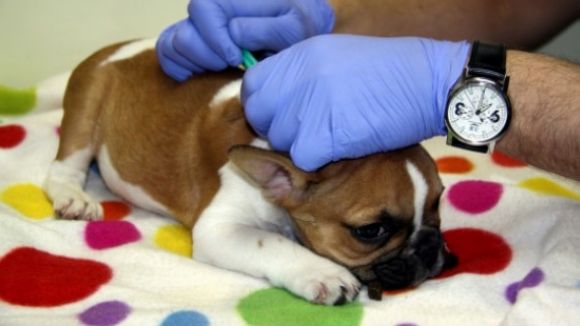 Sant Cugat demana al govern espanyol que abaixi l'IVA veterinari al 10%