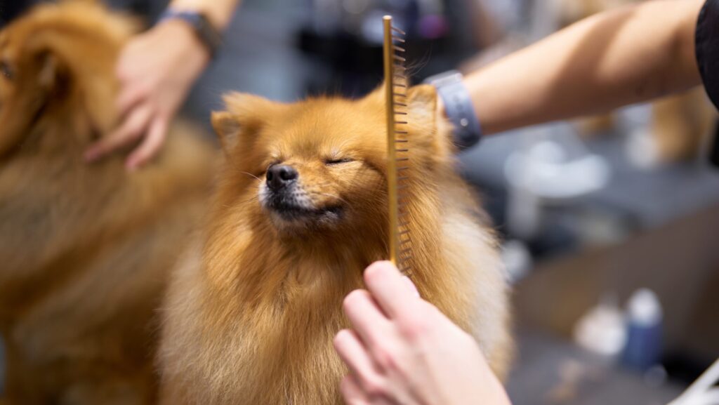 Alt: Rutines d'higiene per a mantenir la teva mascota neta i sana