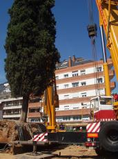 Dues grues traslladen el xiprer de Can Quitèria en una operació de quasi tres hores