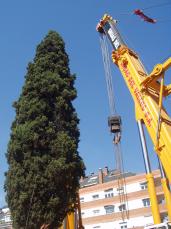 Aquest matí el xiprer de Can Quitèria quedarà instal·lat al seu emplaçament definitiu