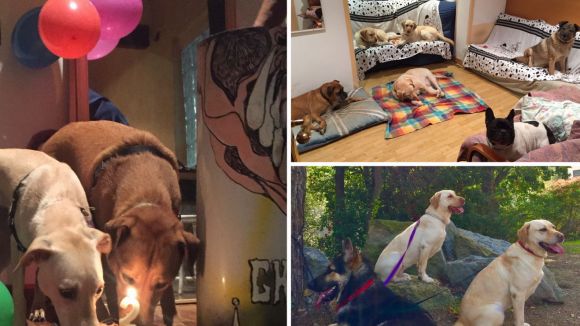 Fer de cangur a gossos, avui al 'Gat i Gos' del magazín