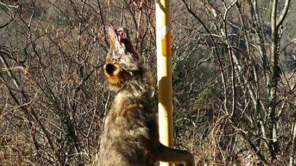 El llop, protagonista de l'espai 'Gat i gos' del magazín