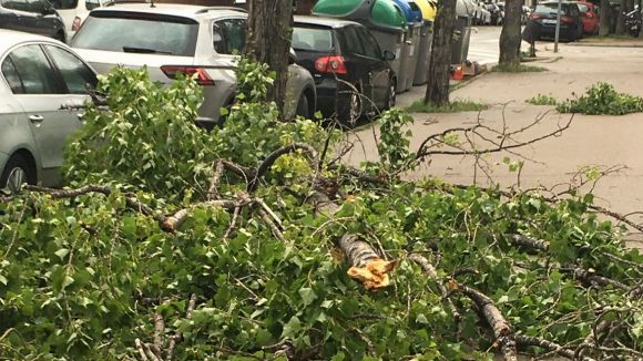 Arbres i branques caiguts, principals incidències per la pluja i el vent a Sant Cugat