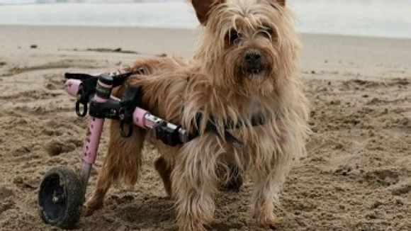 El Club de Kat i la seva tasca amb animals discapacitats, a l'espai 'Gat i gos' del magazín