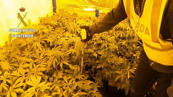 La fiscalia demana cinc i tres anys de presó per a dos santcugatencs per tràfic de marihuana
